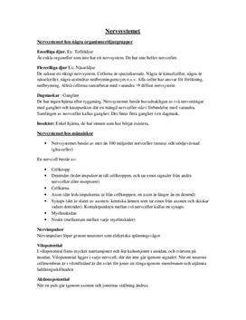 Nervsystem: Sammanfattning av begrepp i Biologi B