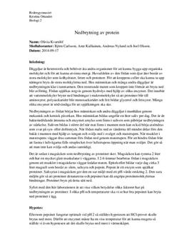 Nedbrytning av protein | Labbrapport